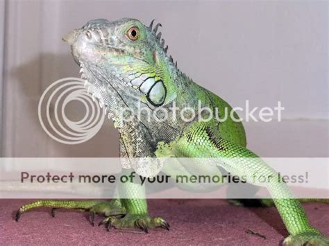 Iguana out and about | Reptile Forums