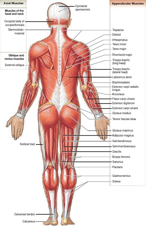 Back Of Neck Anatomy Muscles / Neck Anatomy I (Netter's) - REBEL EM - Emergency Medicine Blog ...