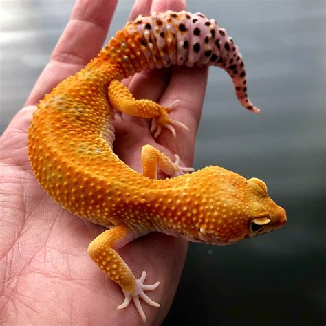 Tangerine Leopard Gecko for sale | tangerine leopard geckos sale