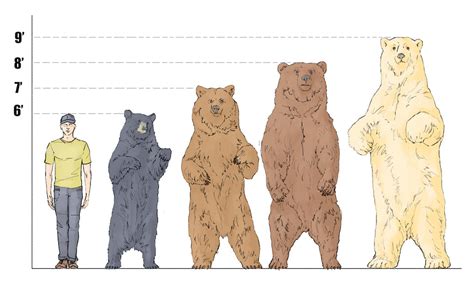 Black Bear Size Chart