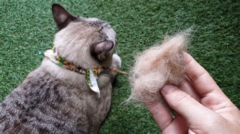 How To Reduce Cat Shedding: 8 Proven Methods - Excited Cats