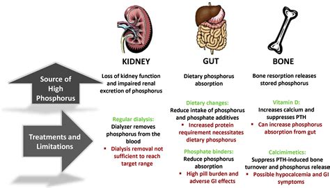 Management of Hyperphosphatemia in End-Stage Renal Disease: A New Paradigm - Journal of Renal ...