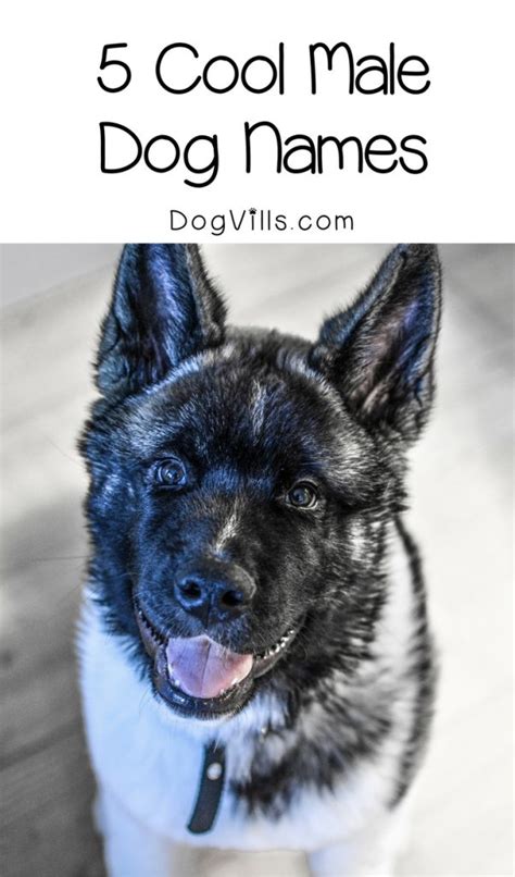 5 Incredibly Cool Male Dog Names for Your Awesome Pup- DogVills