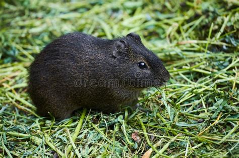 Closeup of Wild Brazilian Guinea Pig, Cavia Aperea Stock Image - Image ...