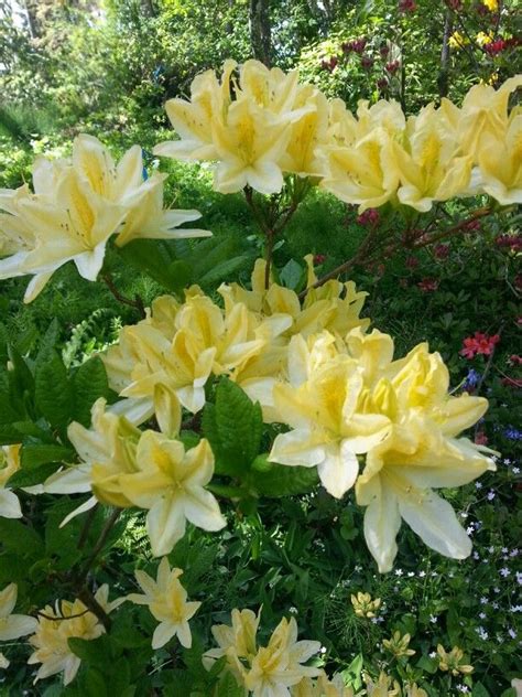 rhododendron:yellow | Tuin