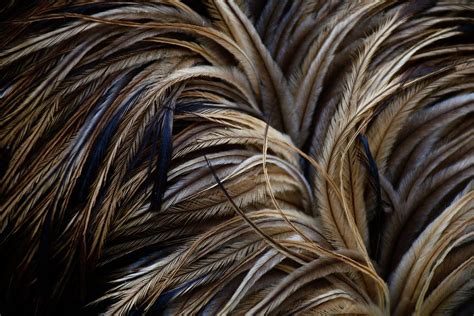 Emu feathers Photograph by Lyle Barker - Fine Art America