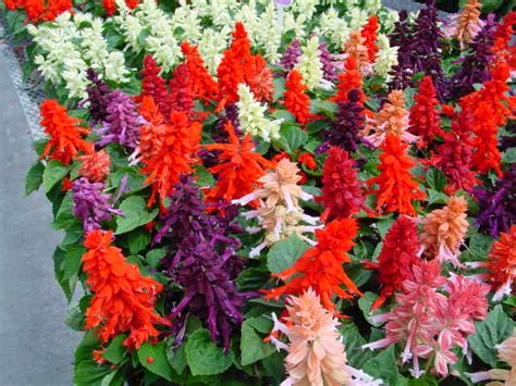 Scarlet Salvia - Salvia splendens - Calyx Flowers, Inc