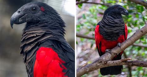 Dracula Parrots for Sale - Macaw Parrots Shop