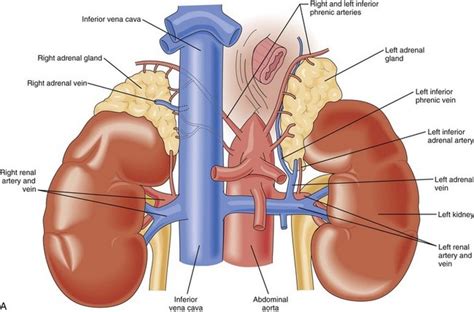 Suprarenal glands (adrenal glands) anatomy, structure and Effect of ...