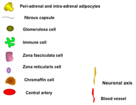 ACTH Action on the Adrenals - Endotext - NCBI Bookshelf