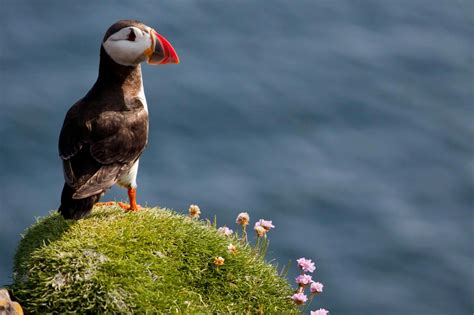 Free stock photo of atlantic, Isleofmay, puffin