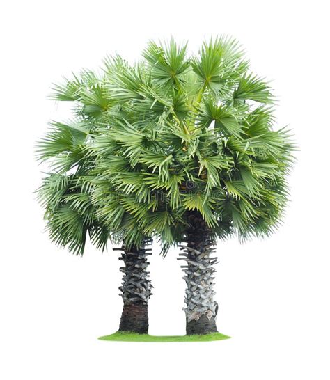 Borassus Flabellifer, Tropical Palm Tree Isolated Stock Image - Image of background, environment ...