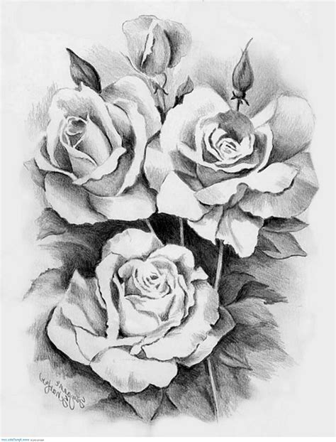 rose drawing tattoo - Google Search | Pencil drawings of flowers, Roses drawing, Flower drawing