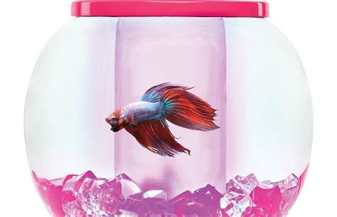 Fish Supplies: Products & Accessories for Fish | PetSmart