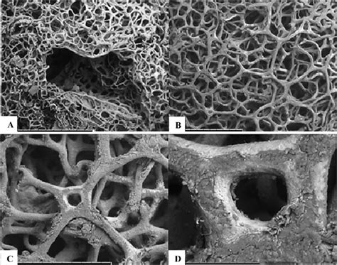 Details of spongin fibers from a tropical demosponge species. Pictures... | Download Scientific ...