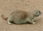 Mammals in the in the Sonoran Desert