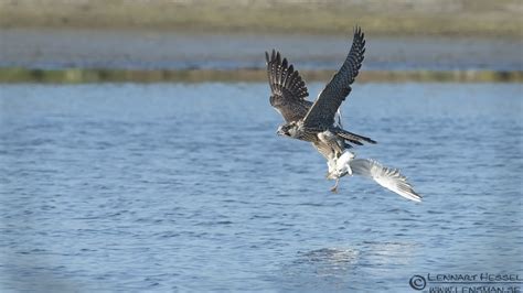 Peregrine Falcon Catching Prey | www.galleryhip.com - The Hippest Pics