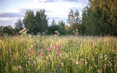 Nature Grass Flowers free image download