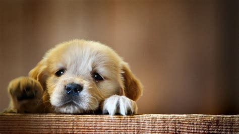 Dog Wallpapers (130+ images inside)