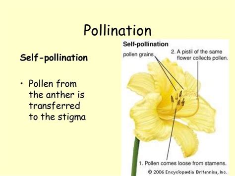 Pollination - types