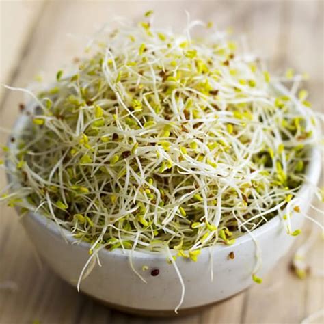 Organic Alfalfa Sprouting Seeds | SkySprouts