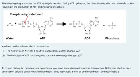 Solved The following diagram shows the ATP hydrolysis | Chegg.com