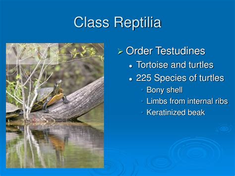 PPT - Class Reptilia PowerPoint Presentation, free download - ID:2778938