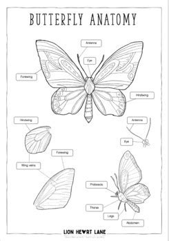 Science - Butterfly Anatomy Diagram (Labeled and Unlabelled copies ...