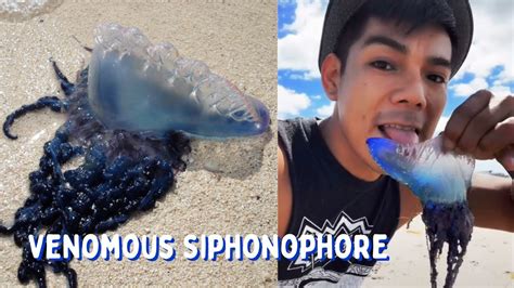 Licking A Deadly Portuguese Man o' War? - YouTube