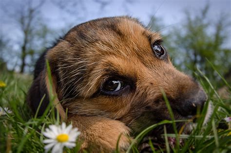 Foto Welpe hund Süß Gras Schnauze Blick hautnah ein Tier