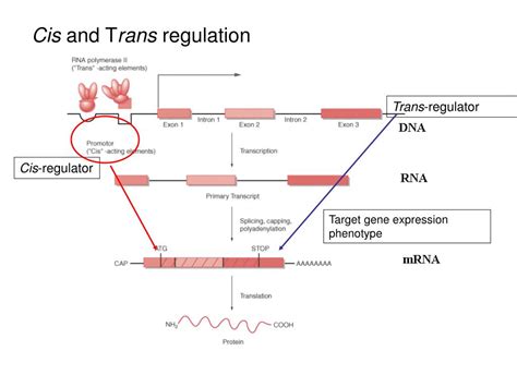 PPT - Genetic Analysis of Genome-wide Variation in Human Gene ...