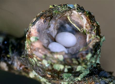 Anna’s Hummingbird nest – Mendonoma Sightings