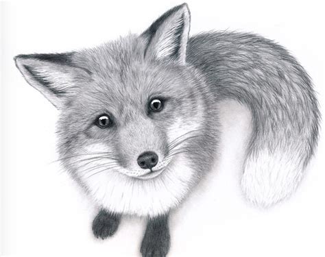 Curious Fox Fox Art Print Original Pencil Drawing of a Red Fox Woodland Animal Art Detailed ...