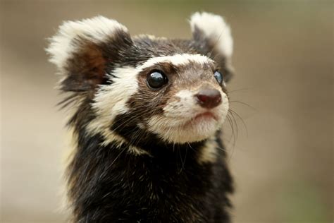 Marbled polecat (Vormela peregusna). Zoologischer Garten Magdeburg, Germany. Photo by zoofanatic ...