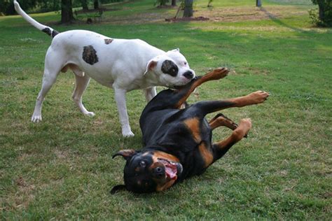 NOM! American Bulldog - Rottweiler Fight :) - a photo on Flickriver