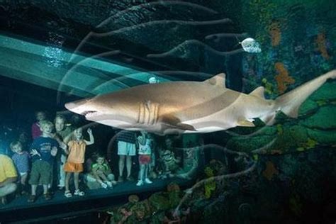 The Chattanooga Aquarium. The 600,000 gallon salt water tank is amazing. While one div ...