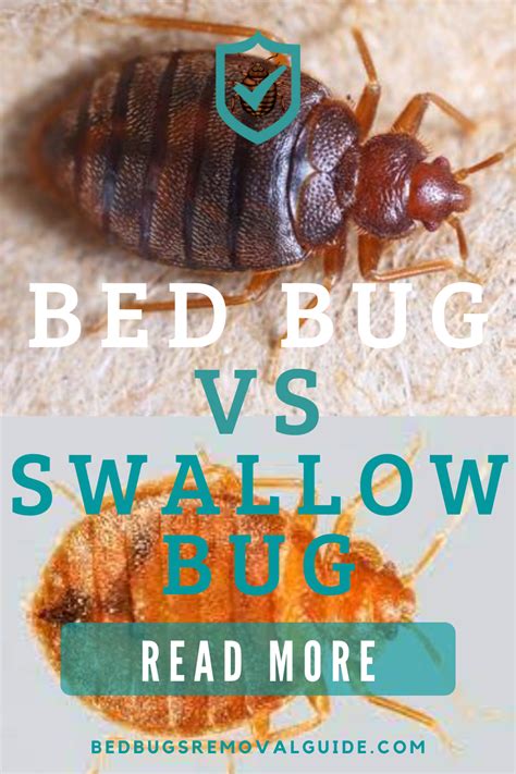 Bed Bugs vs Swallow Bugs 👀 in 2022 | Bed bugs, Bat bugs, Types of bug bites