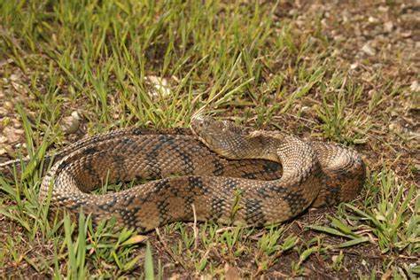 Diamond-backed Watersnake (Nerodia rhombifer) - Psychotic Nature