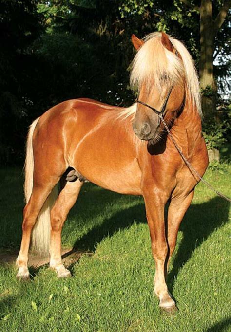 Chestnut Based Icelandic Horse Colors