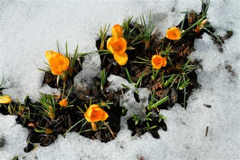 Crocus Flower Meaning and Symbolism – A to Z Flowers