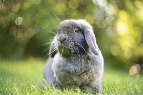 10 Fluffy Rabbit Breeds Perfect for Cuddling | LoveToKnow Pets