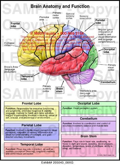 Brain Parts And Functions : Yasemin's extended project: Understanding ...