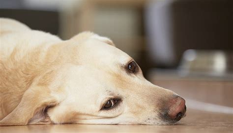 Dog Arthritis: 8 Signs Your Pup Might Be In Pain