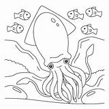 48 Squid Coloring Pages  ColoringPagesOnlycom sketch template