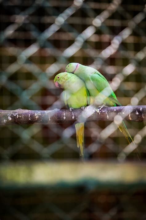 Beautiful Small Female Green Parrot Cleans Her Couple Green Parrot Partner Stock Photo - Image ...