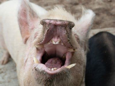 Do Pigs Have Teeth? - UntamedAnimals