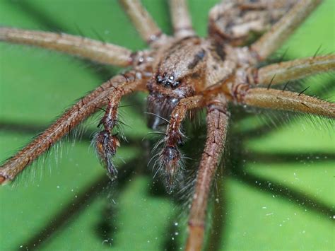 Spider survey results speedily scuttle in | Royal Society of Biology blog