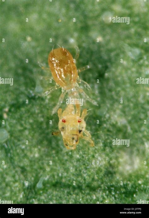 Predatory mite feeding on two spotted spider mite - Predator is Typhlodromus prey is Tetranychus ...