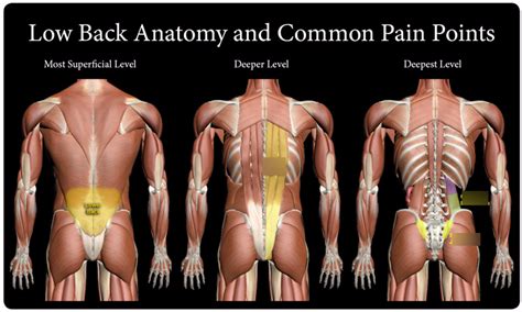 Lower back anatomy Diagram | Quizlet