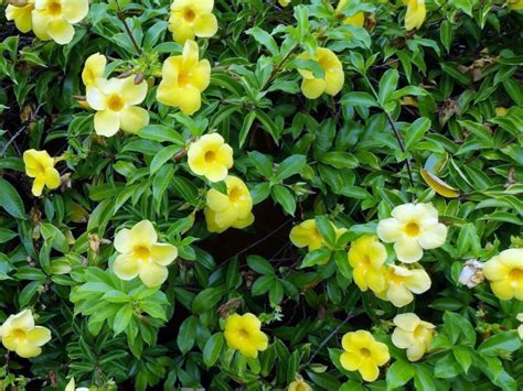 Allamanda cathartica | Wholesale Nursery - Nurseries in Melbourne, Sydney & Brisbane | Plantmark